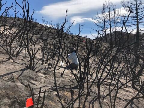 Holy Fire burn scar soil sampling